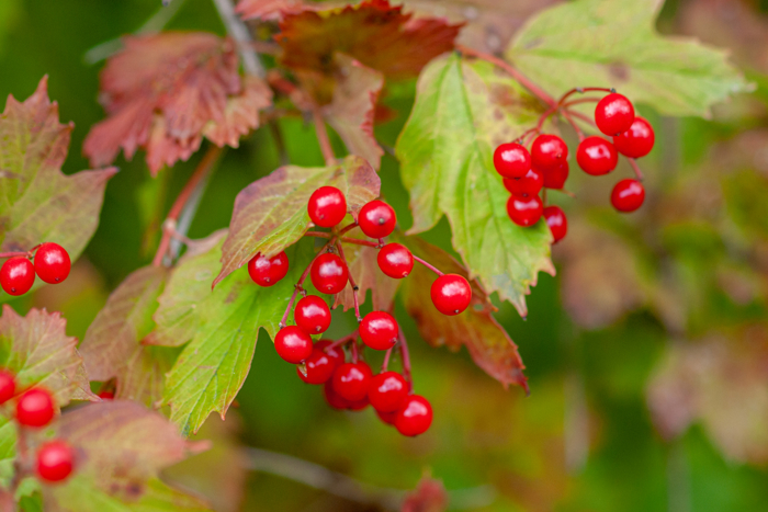 Små røde bær som henger i klase, bladene ligner på lønneblad 