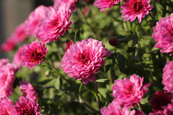Mørk rosa krysantemum med ovale kronblader 