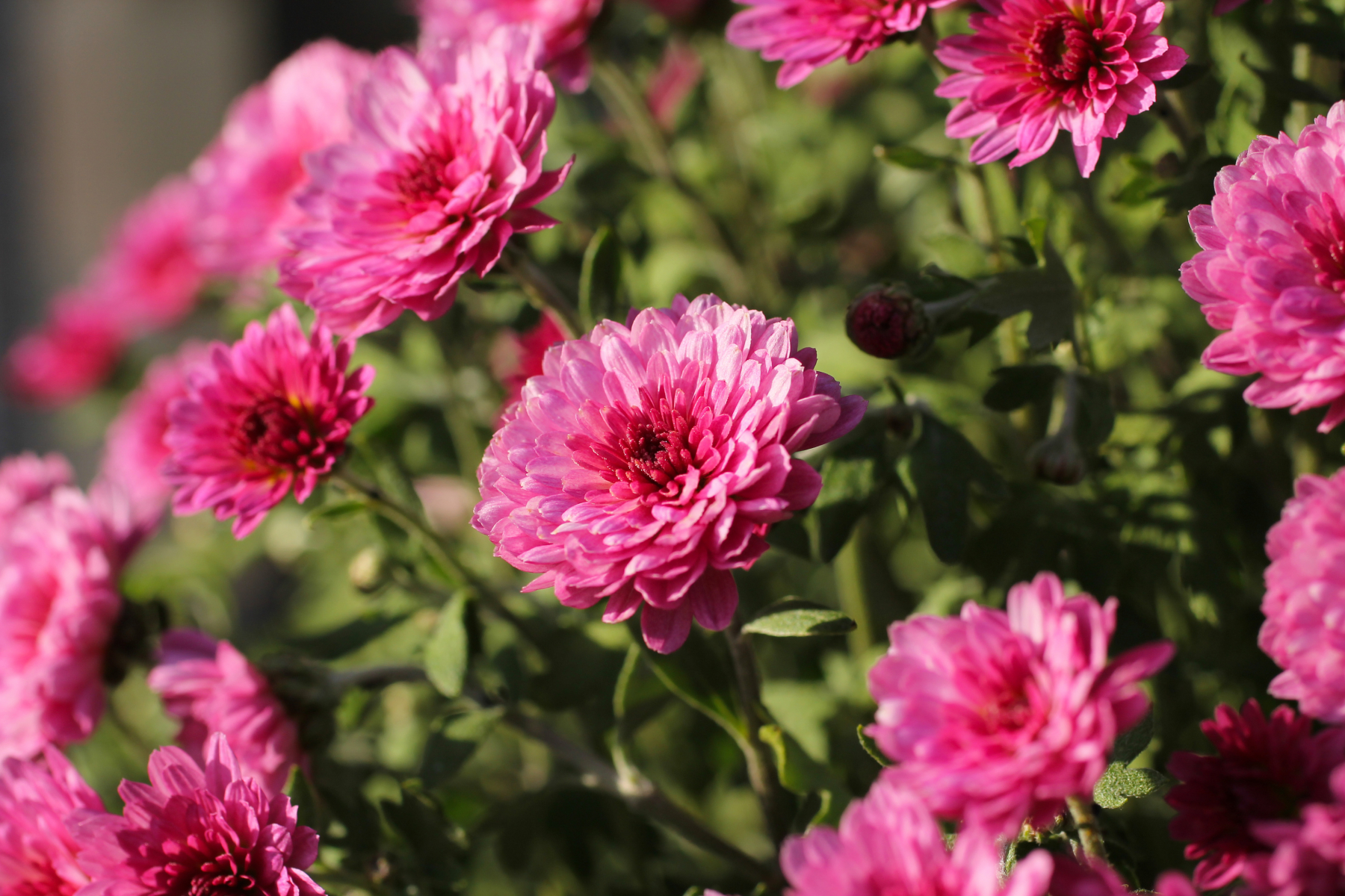 Mørk rosa krysantemum med ovale kronblader 
