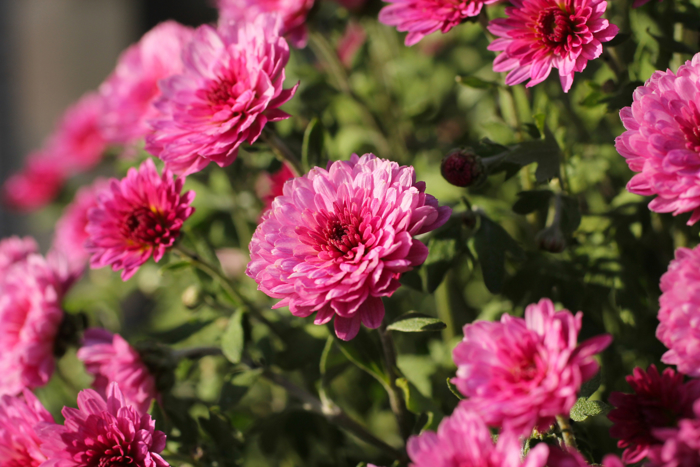 Mørk rosa krysantemum med ovale kronblader 