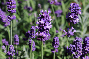 Plante med mange små blålilla blomster på stilk