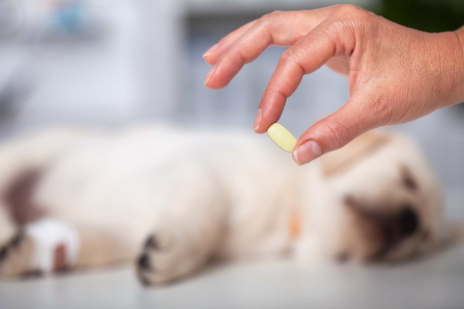 Hånd som holder en tablett foran en liggende hundevalp