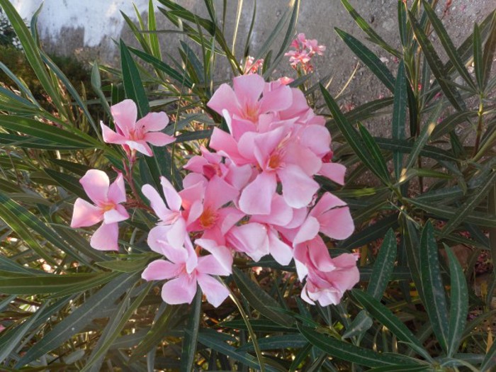 Smale, grågrønne blader med rosa blomst.