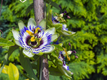 Hvit blomst med kranslignende blå, hvit og dyp lilla bikrone.