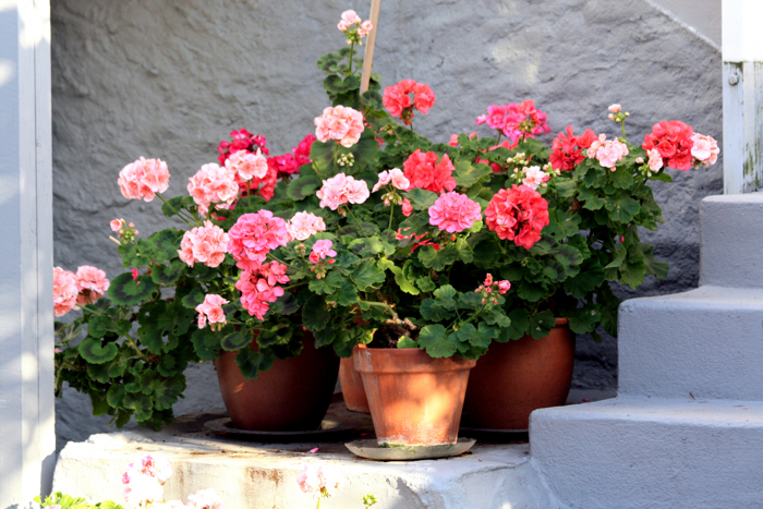 Fylte blomster i rosa og rødt.