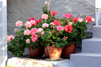 Fylte blomster i rosa og rødt.