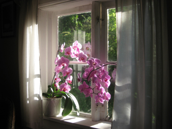 Lyserosa og mørkerosa blomster på stengel