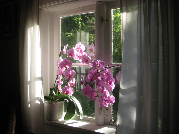 Lyserosa og mørkerosa blomster på stengel