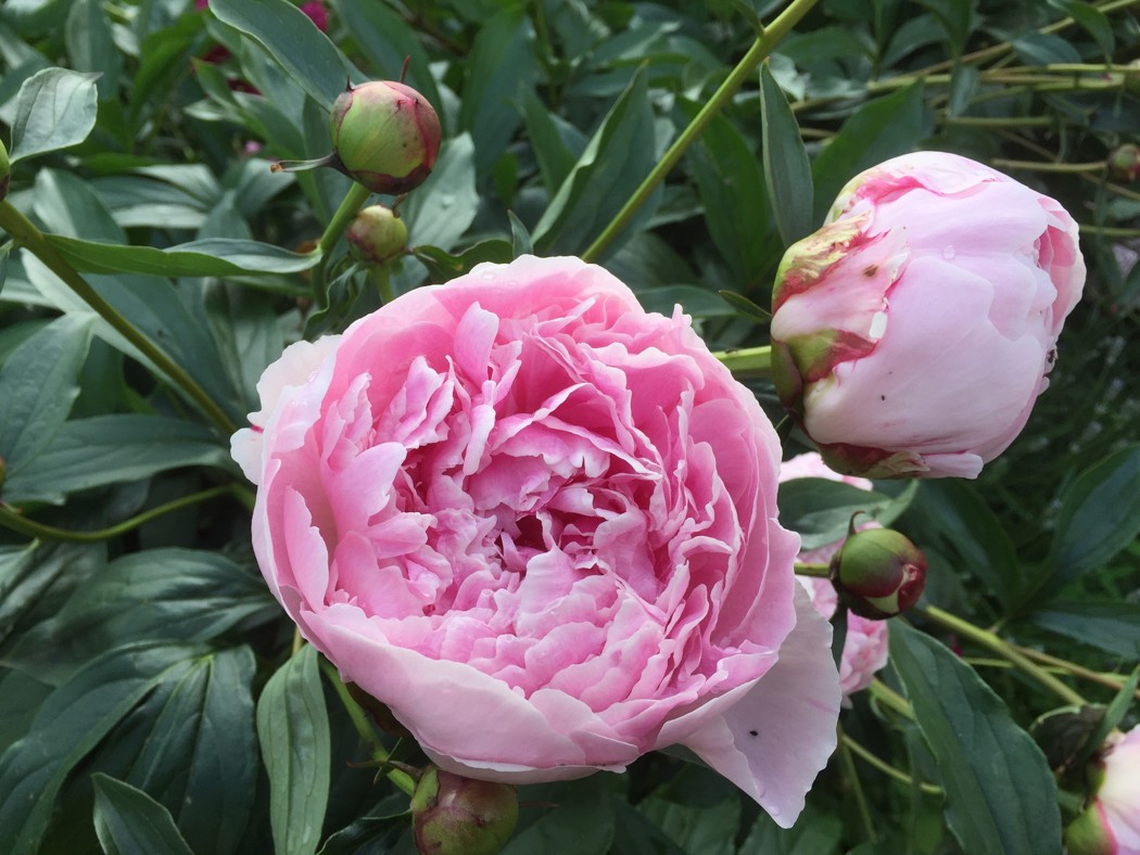 Stor, roseformet blomst.