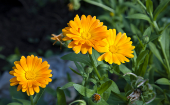 Gule blomster med enkle kronblader.