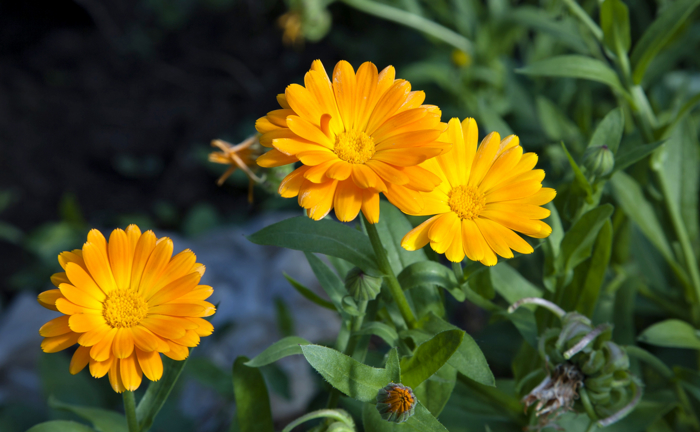 Gule blomster med enkle kronblader.