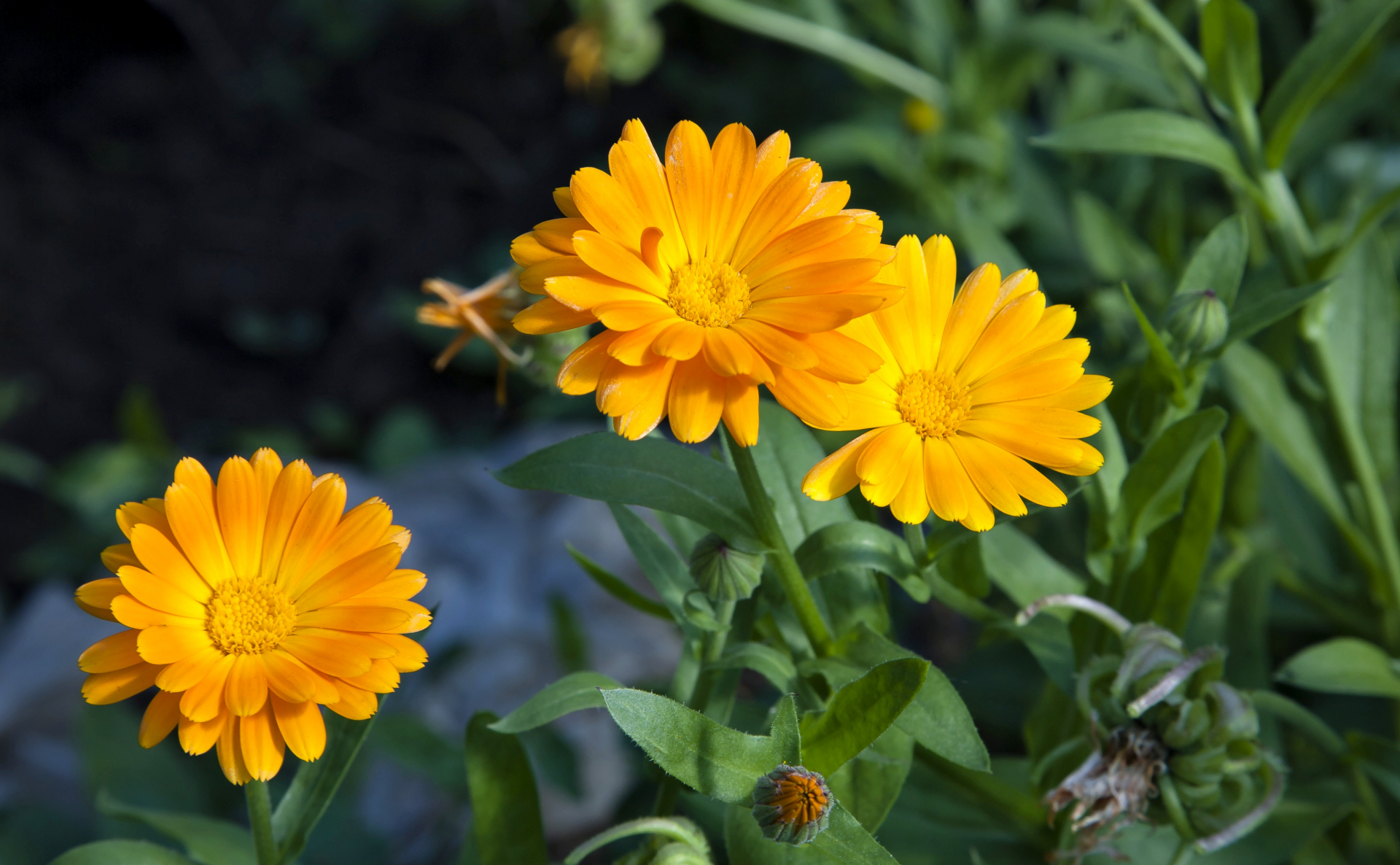 Gule blomster med enkle kronblader.