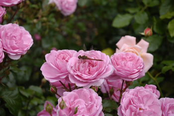 Rosa roseformede blomster.