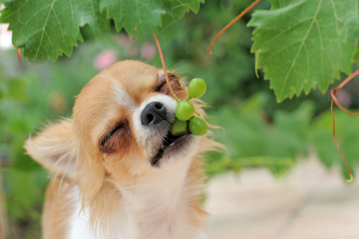 Liten hund som biter i drue