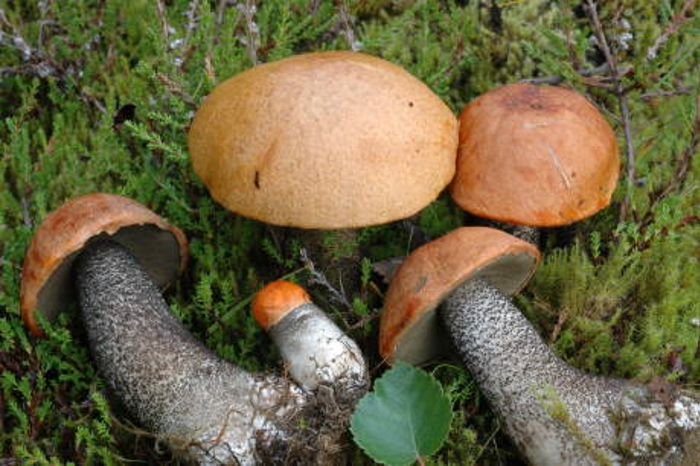 Orange birch boletes with reddish-brown caps and black scales on white stipes.