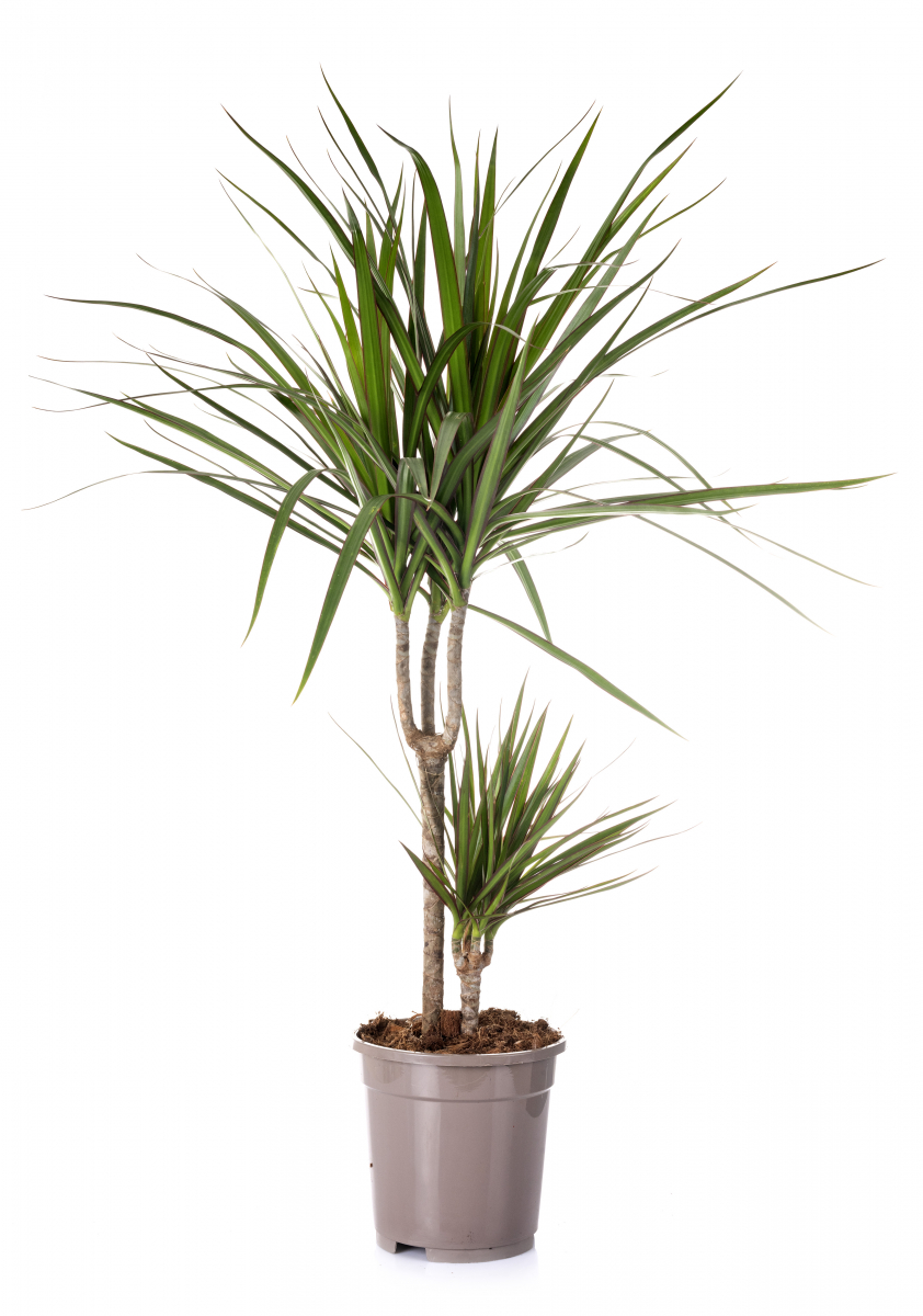 Planten har lange, tynne grønne blader