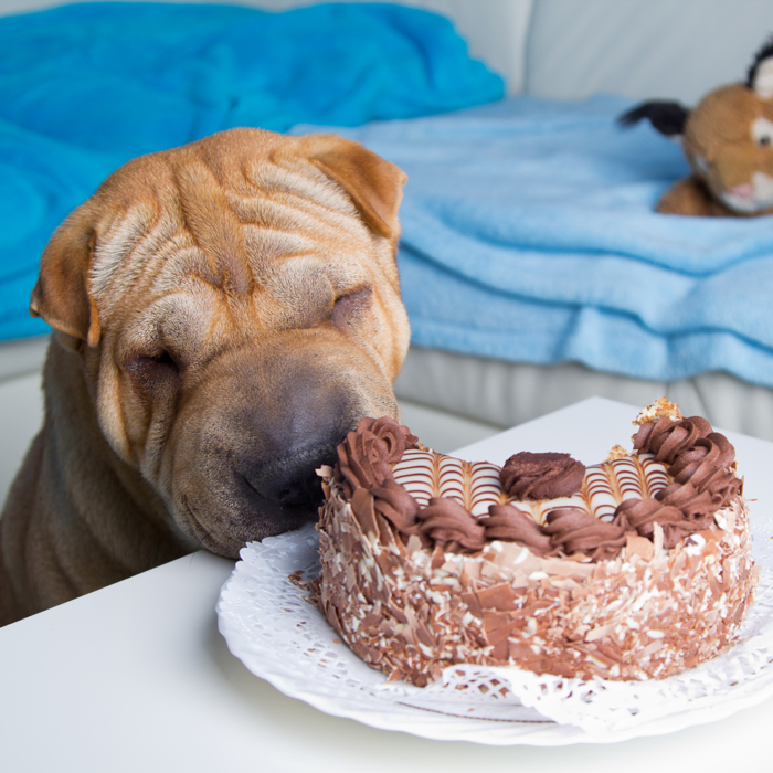 Hund som forsyner seg av sjokoladekake stående på et bord