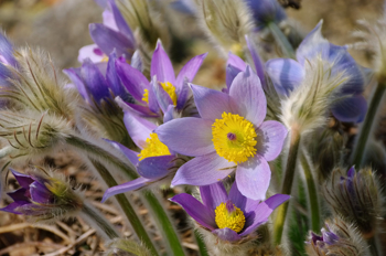 Blomsten er stor, klokkeformet og har seks mørkelilla blomsterblad. I midten sitter en kraftig gul pollenbærer.