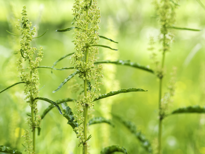Grønn plante med grønne småblomster, og avlange tynne blader