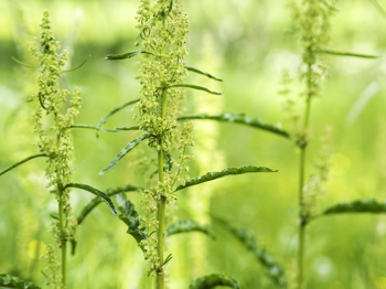 Grønn plante med grønne småblomster, og avlange tynne blader