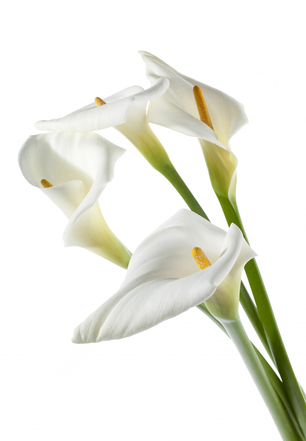 Lang, grønn stilk med hvit kremmerhusformet blomst og gul kolbe.