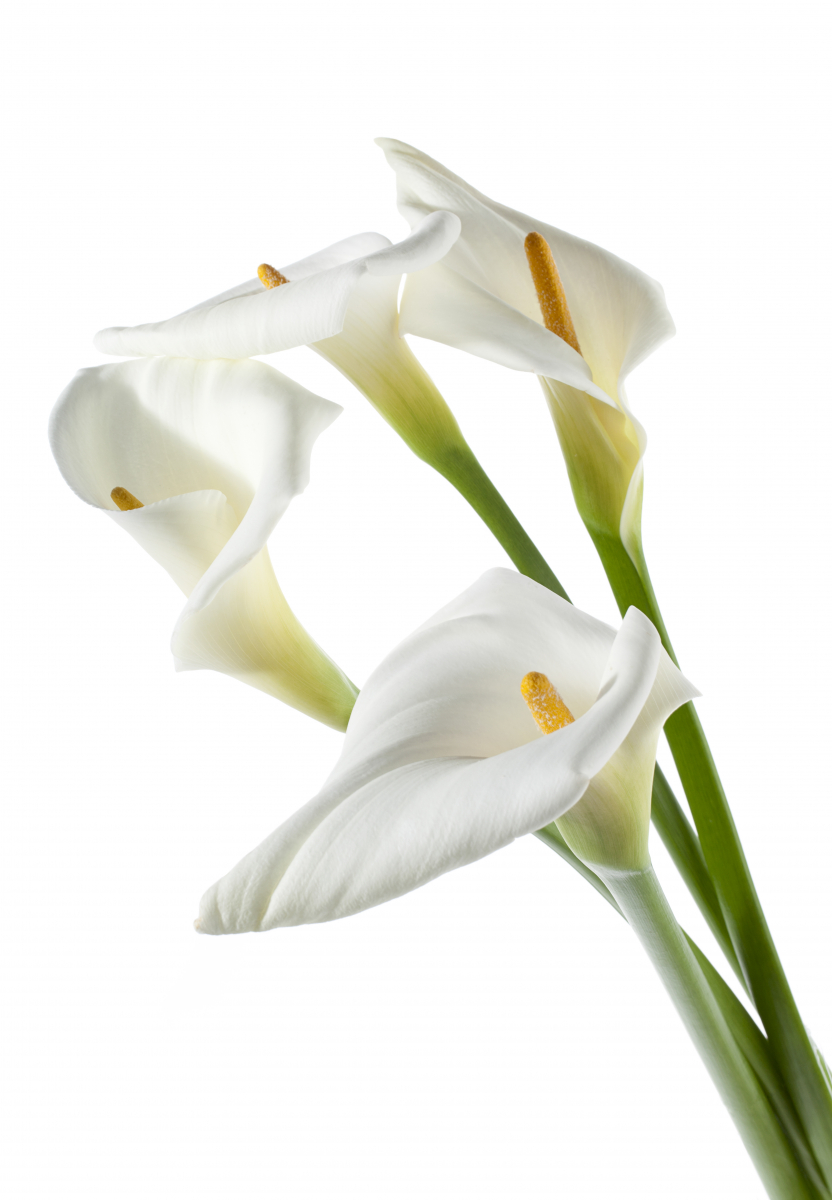 Lang, grønn stilk med hvit kremmerhusformet blomst og gul kolbe.