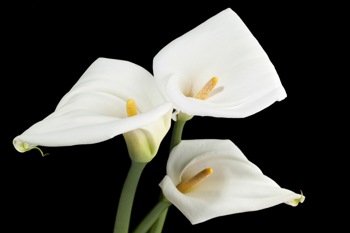 Lang, grønn stilk med hvit kremmerhusformet blomst og gul kolbe.