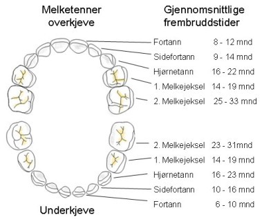 Illustrasjon av melketennenes plassering og når de bryter frem. 