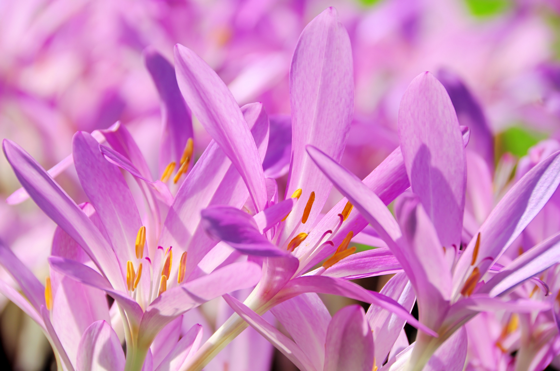 Lyse lilla  eller rosa blomsterblader på en forholdsvis kort stilk som går rett over i blomsten.
