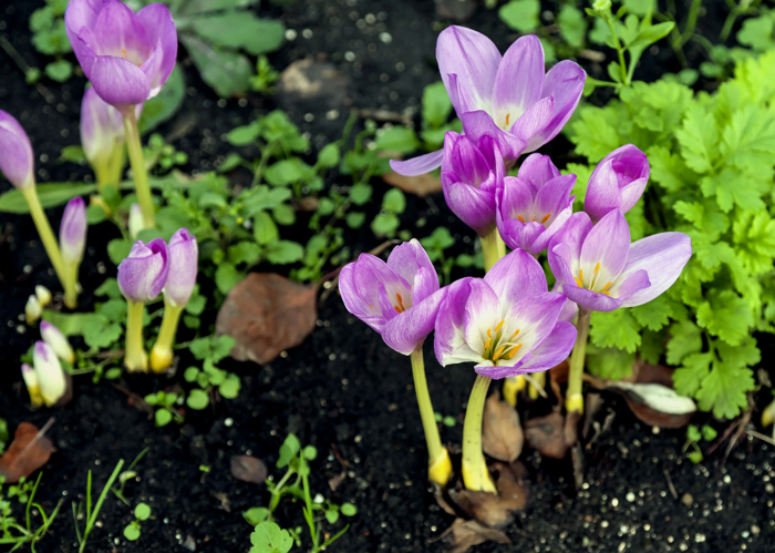 Tidløs med små lilla blomster på kort stilk , voksende i mørk jord