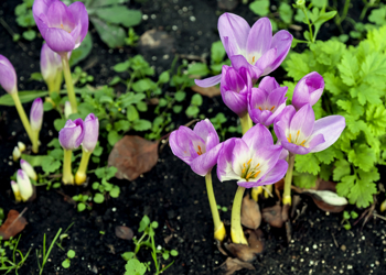 Tidløs med små lilla blomster på kort stilk , voksende i mørk jord
