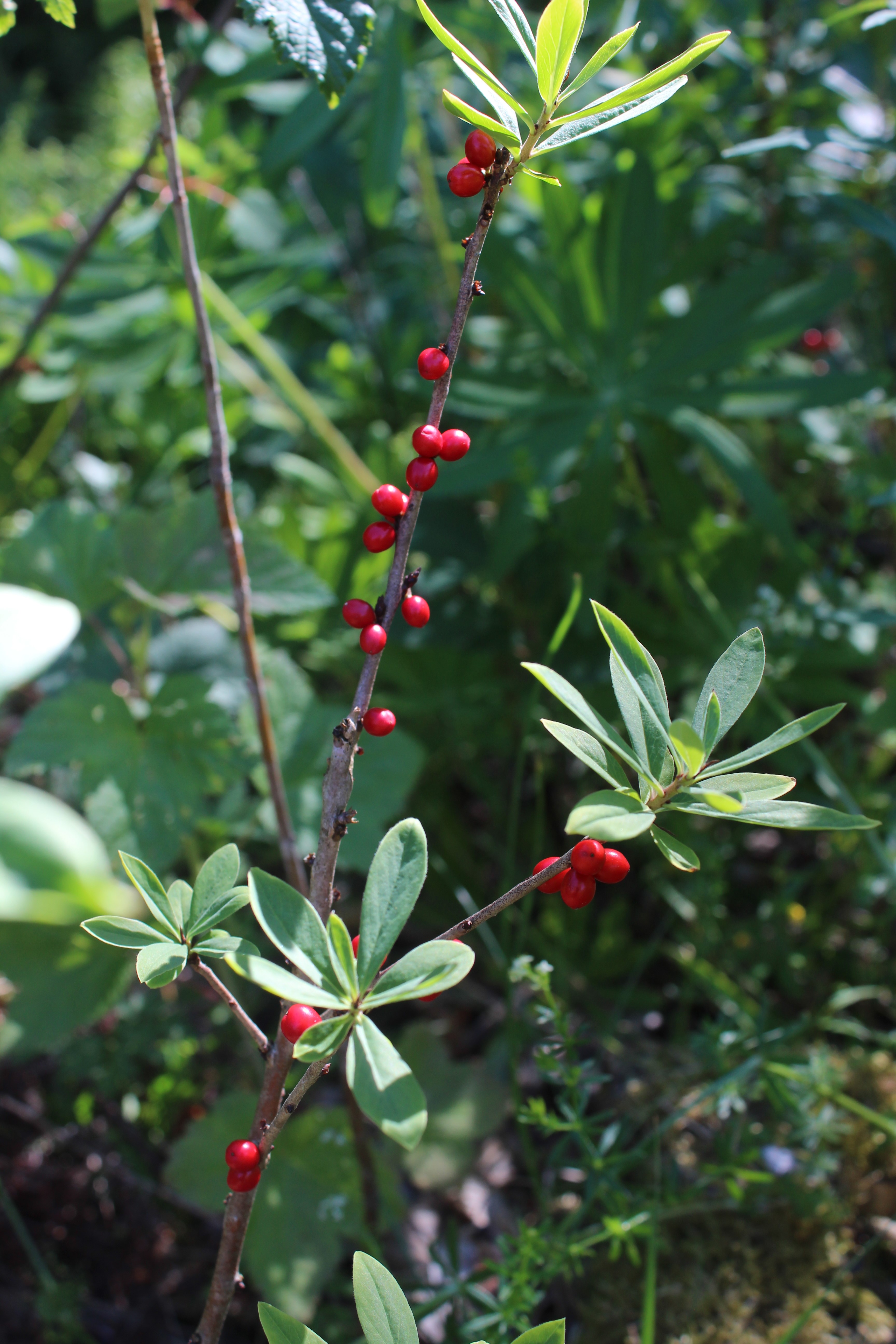 Tybast har små, røde bær som vokser fra kvisten