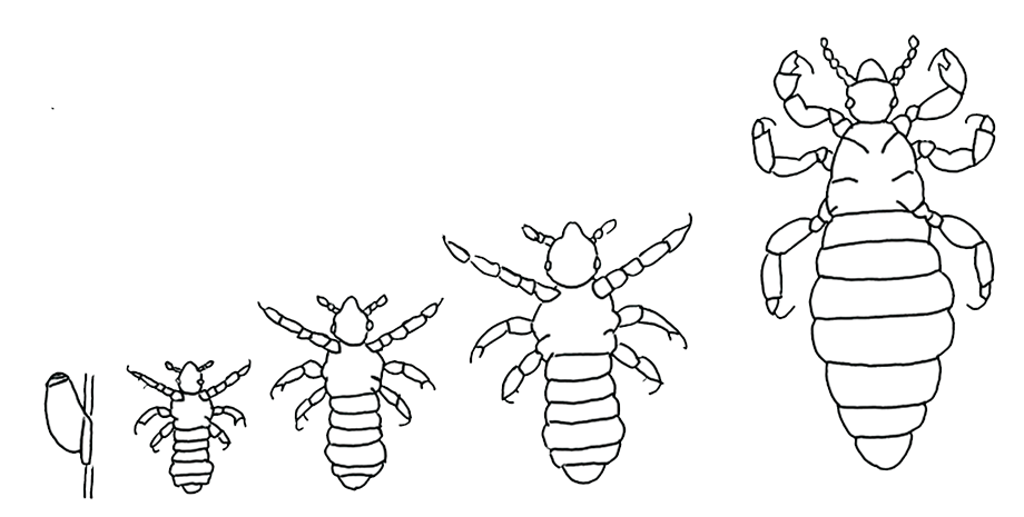 Illustration showing development of head lice from egg to adult head lice.