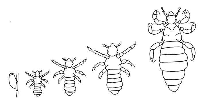Illustration showing development of head lice from egg to adult head lice.