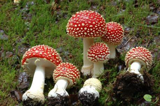 Red fly agaric