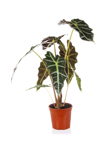 Bladplantar med store, skjoldforma blad.