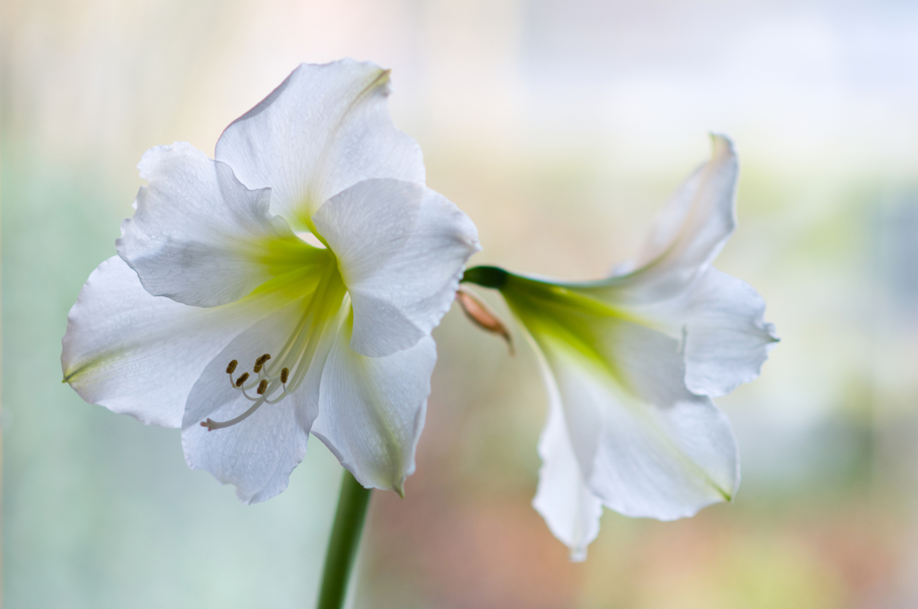 Kraftige blomsterstilker med store trompetformede blomster i hvitt.