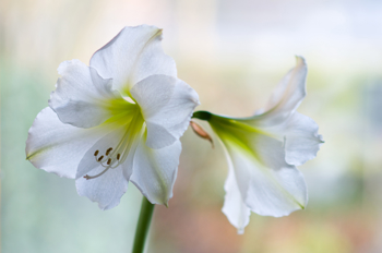 Kraftige blomsterstilker med store trompetformede blomster i hvitt.