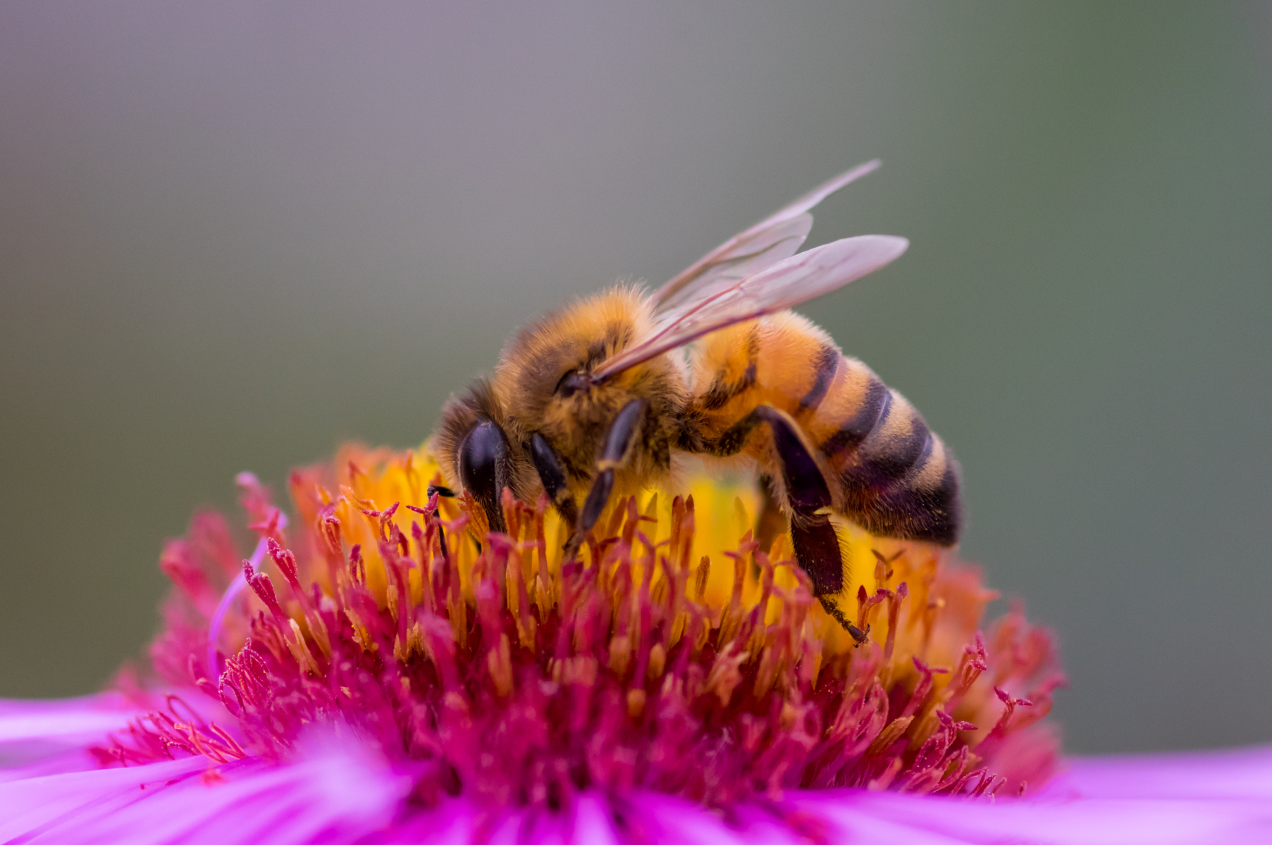 Bie som sitter på en rosa blomst med gule støvbærere
