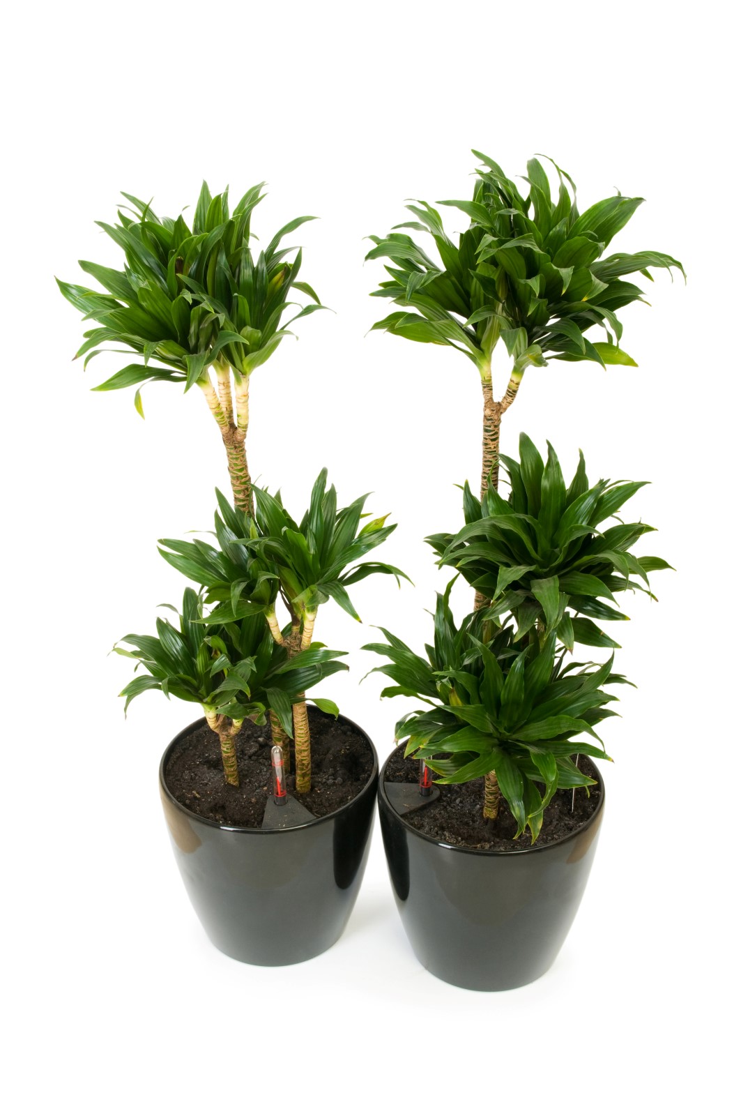 Dracaenaplante med lange, tynne og grønne blader