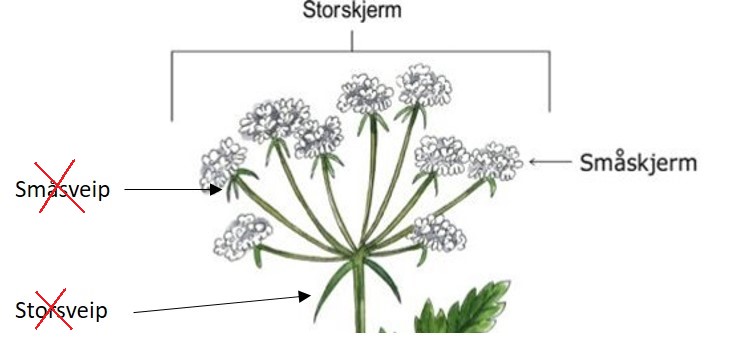 Illustrasjon av skjermplante med hvite blomster og grønne blader og stilker. Kjempebjørnekjeks mangler både storsveip og småsveip.