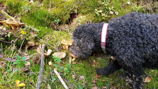 Grå, krøllete hund i skogen som lukter på en brun pluggsopp
