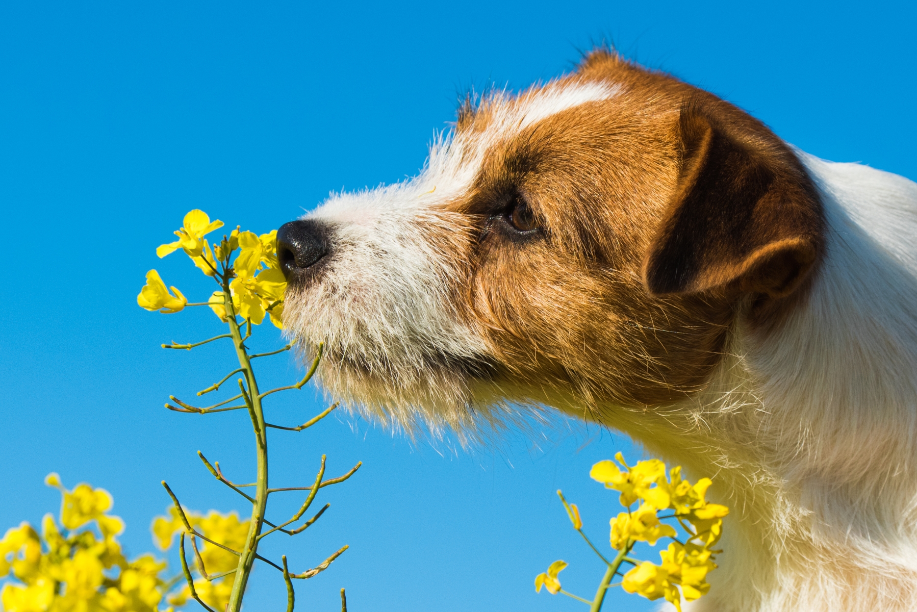 Jack Russel hund som lukter på en gul rapsplante