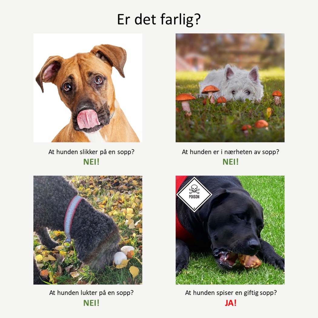 Collage med ulike hunder som slikker på, ligger ved siden av, lukter på eller spiser giftig sopp
