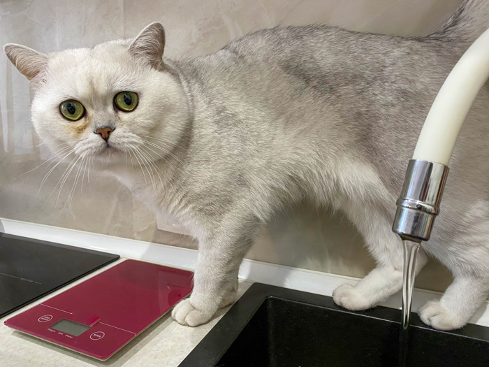 Hvit, skitten katt som balanserer på kjøkkenbenken