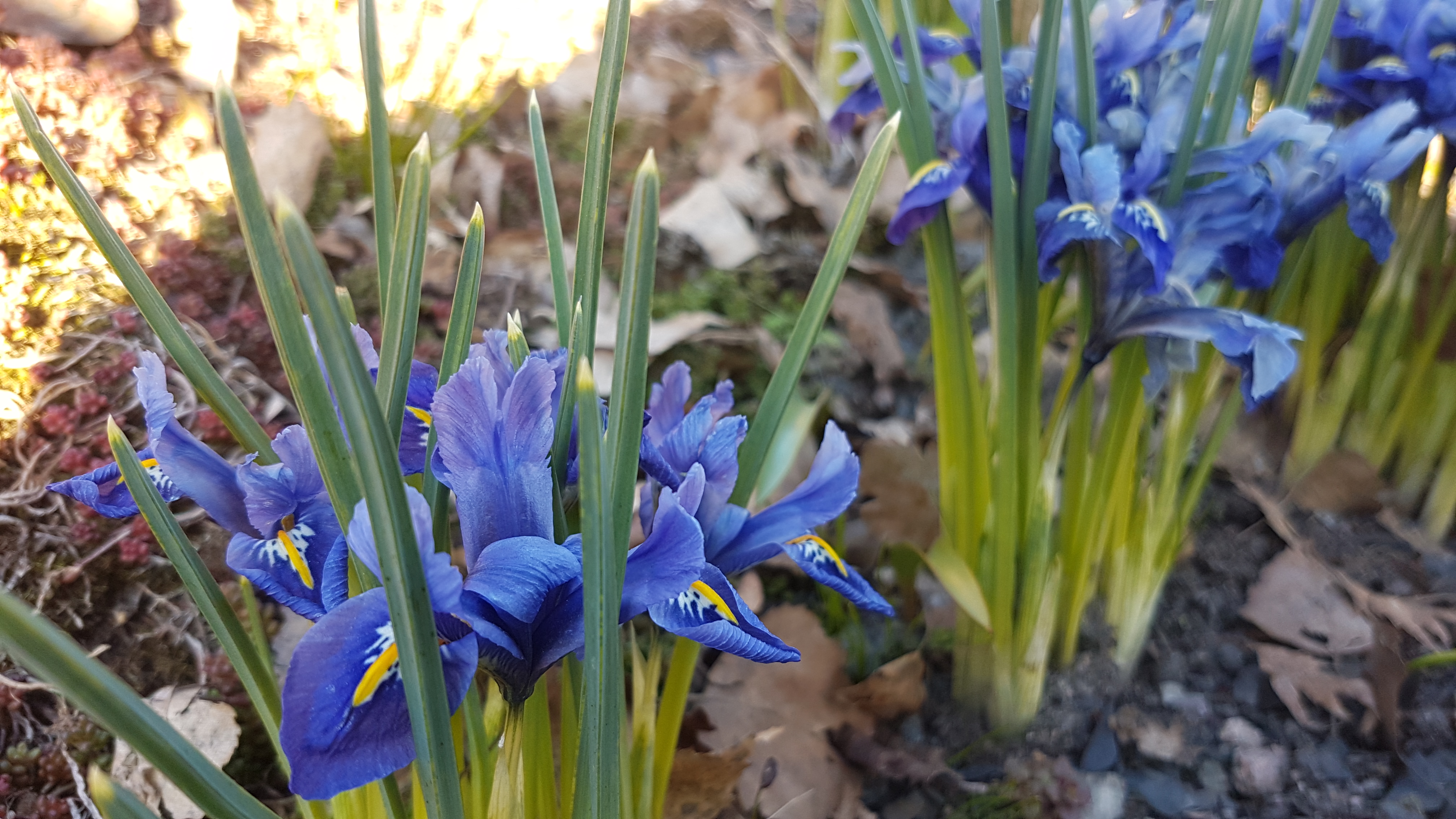 Blå blomster med hvite markeringer 