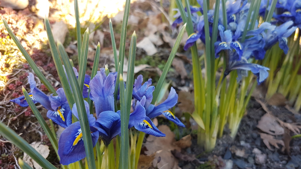 Blå blomster med hvite markeringer 