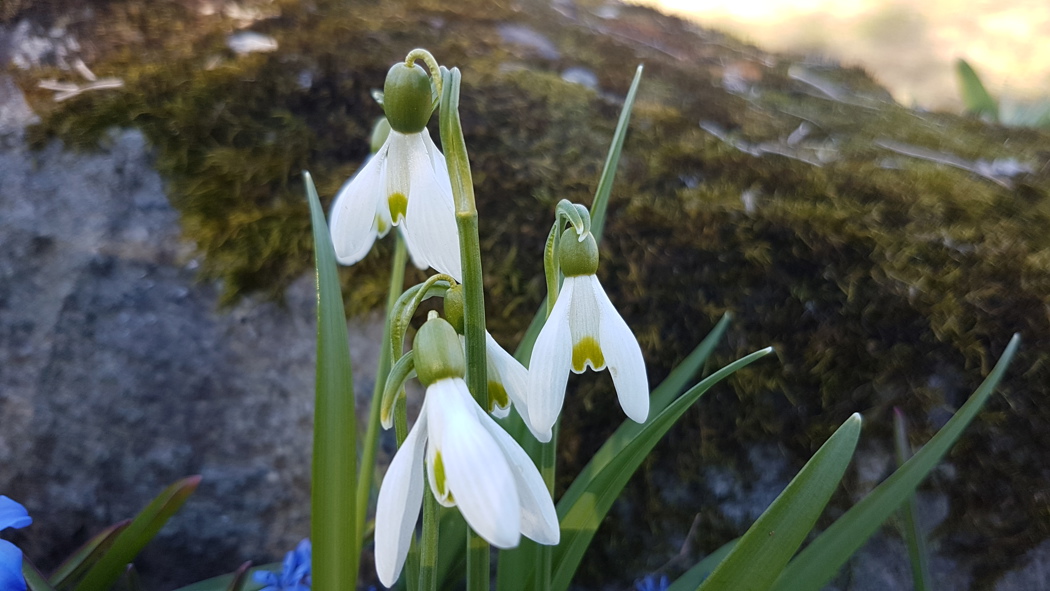 Hengende hvite blomster som vokser på egen stengel.