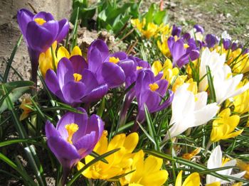 Blomster i lilla, kvitt og gult med linjeforma blader som har ein kvit midtstripe og blomstrar direkte frå knollen med eit langt blomsterrør og seks like blomsterblad.