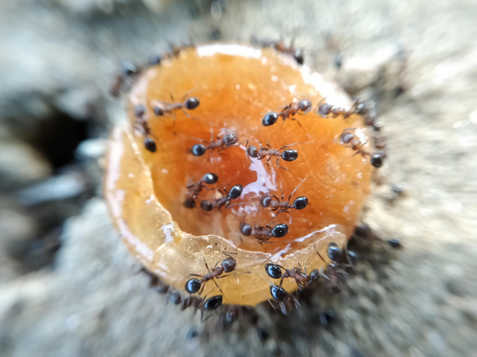 Brun-oransj kule av maurgift med mange, små sorte maur i